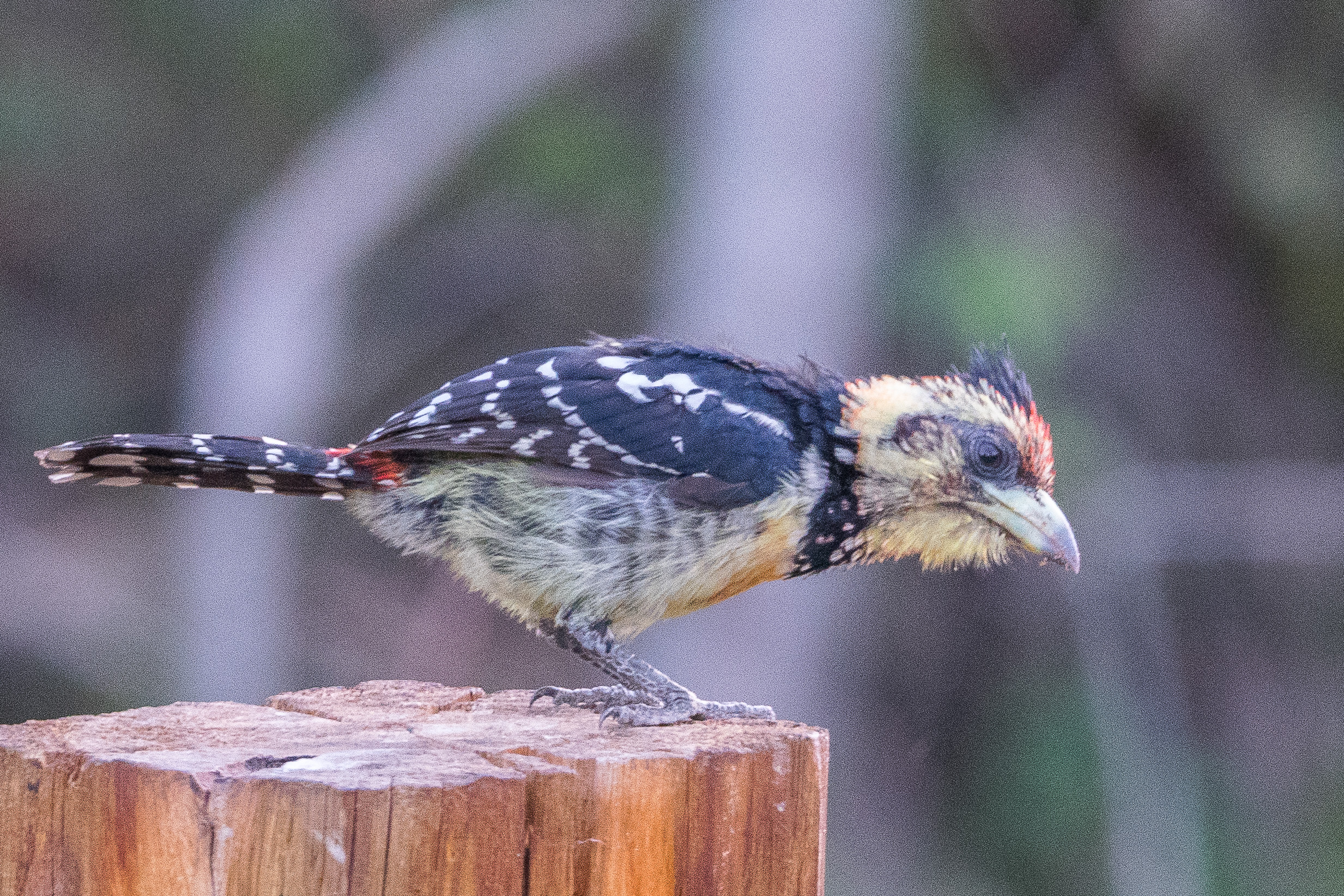 Barbican promépic adulte (Crested barbet, Trachyphonus vaillantii), Shinde camp, Delta de l'Okavango, Botswana.